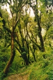 009-Prales